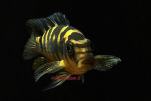 Pseudotropheus crabro 'Nakantenga Island'